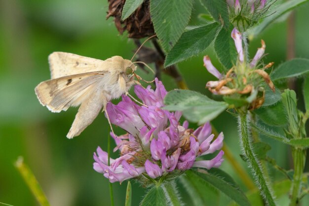 Photo close-up of butterfly on pink flowering plant