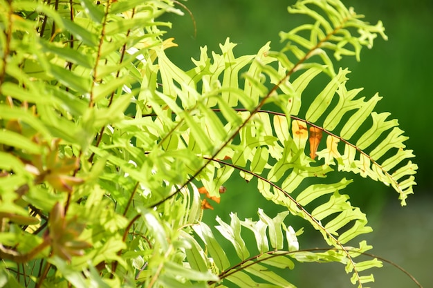 Photo close-up of butterfly on plant leaves