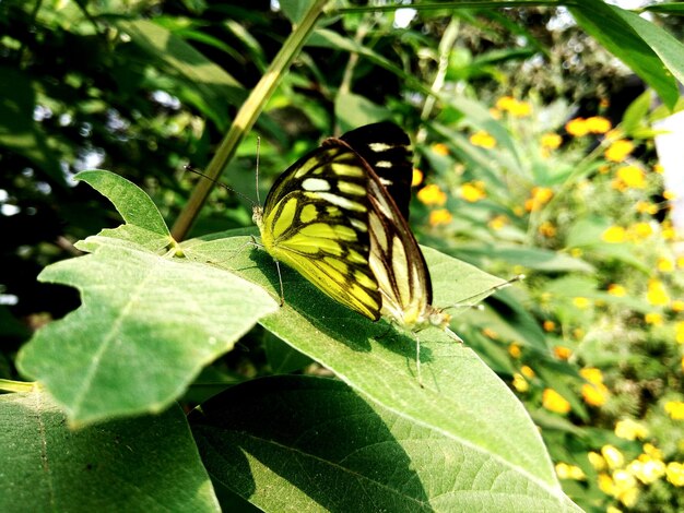 Close-up of butterfly on plant