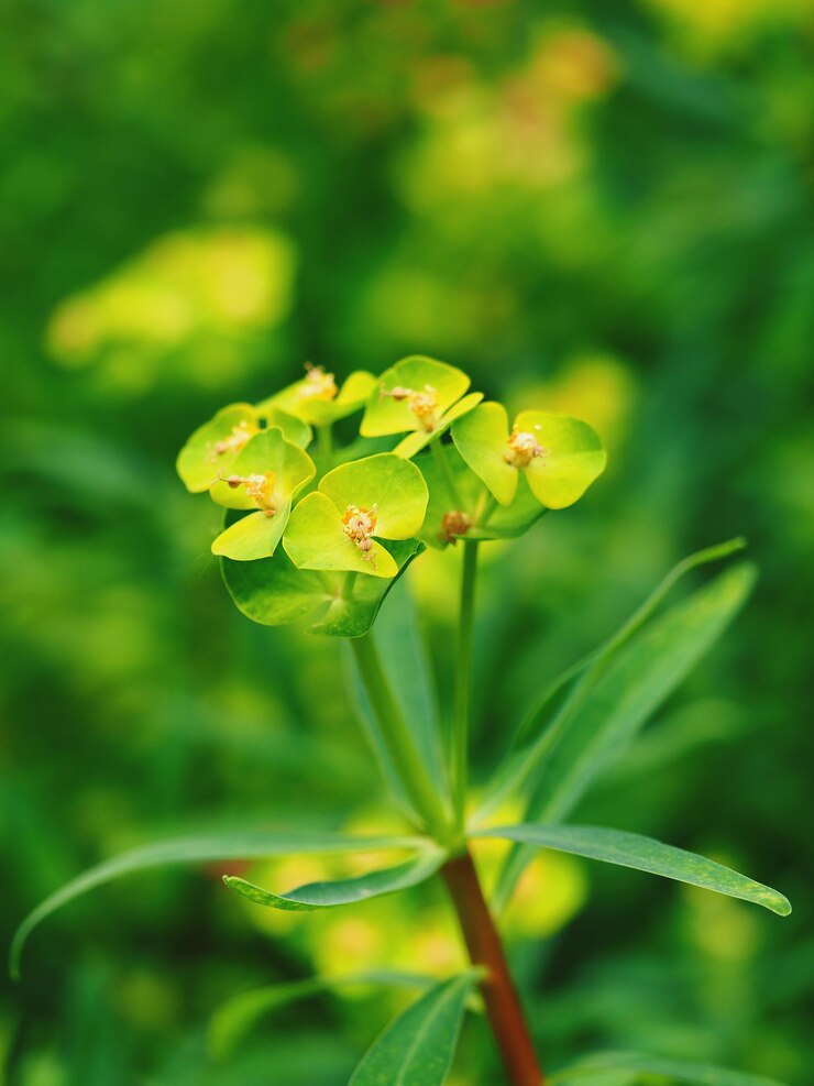 Photo 植物上の蝶のクローズアップ