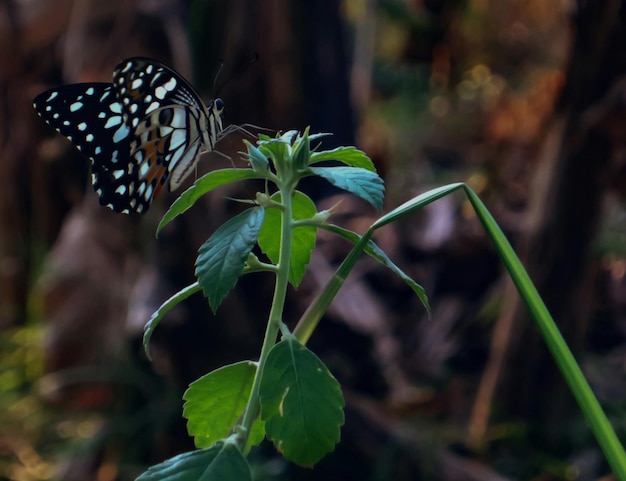 Photo close-up of butterfly on plant