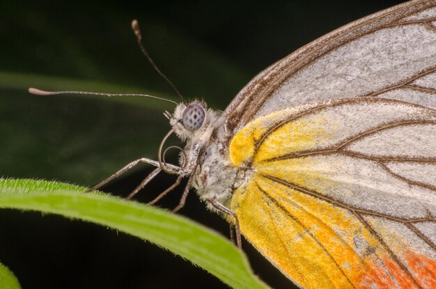 Close-up of butterfly on plant