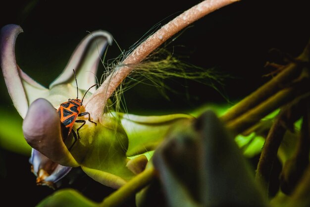 Foto prossimo piano di una farfalla sulla pianta