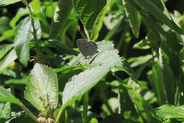 Photo close-up of butterfly on plant