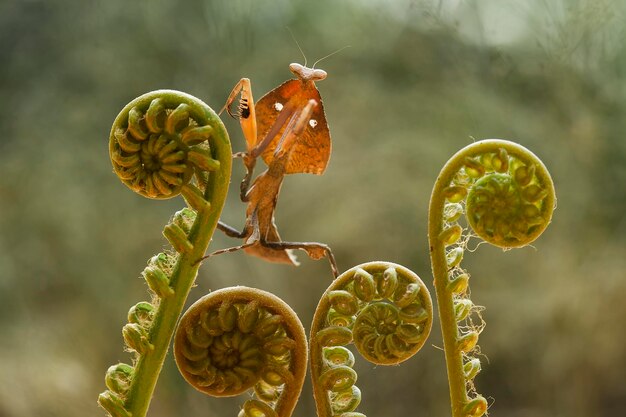 Foto prossimo piano di una farfalla sulla pianta