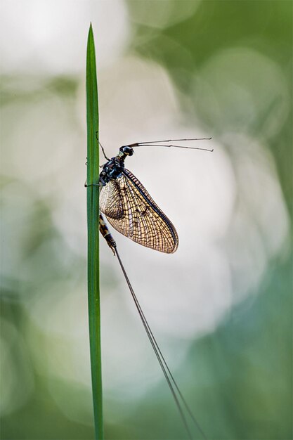 Close-up of butterfly on plant