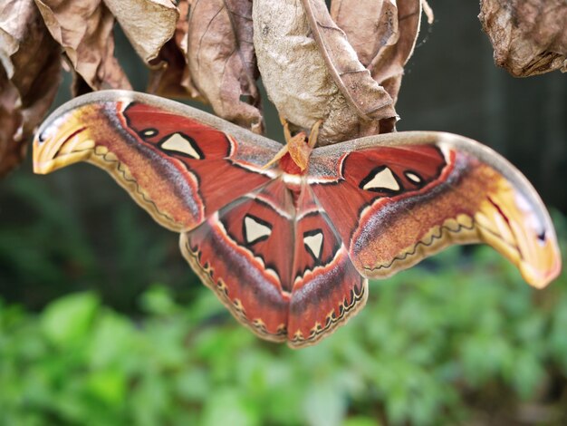 Foto prossimo piano di una farfalla sulla pianta