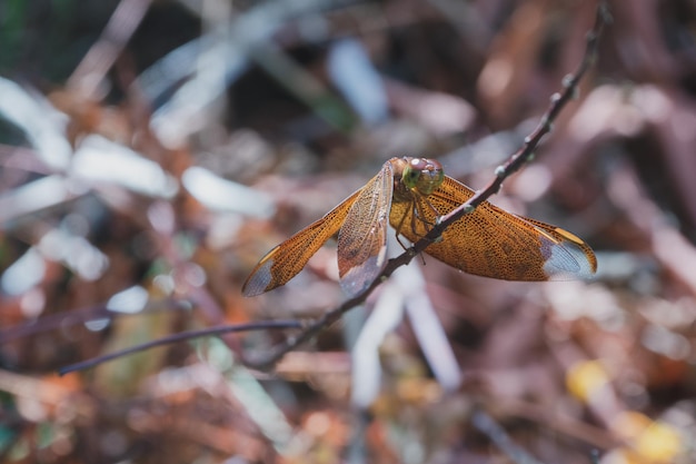 Foto prossimo piano di una farfalla sulla pianta