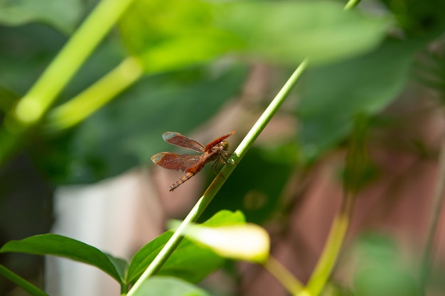 Foto prossimo piano di una farfalla sulla pianta