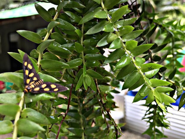 植物上の蝶のクローズアップ