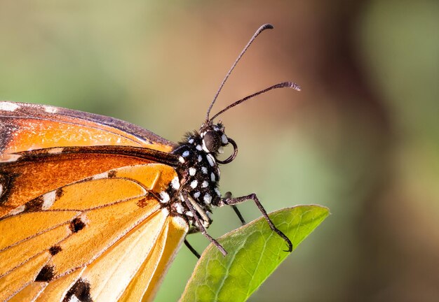 Close-up of butterfly on plant