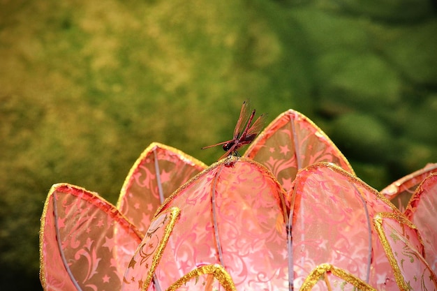 Foto prossimo piano di una farfalla sulla pianta