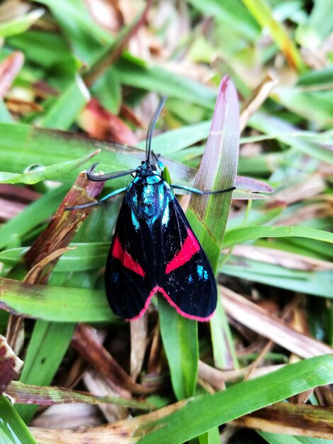 Close-up of butterfly on plant