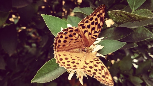 Photo close-up of butterfly on plant