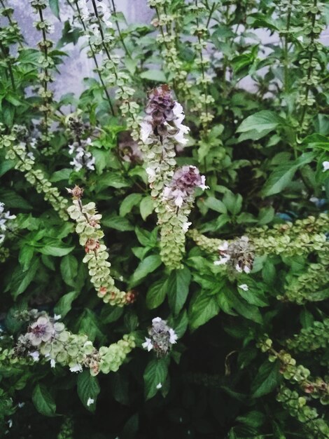 Close-up of butterfly on plant