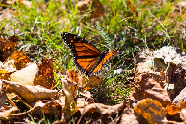 Photo close-up of butterfly on plant