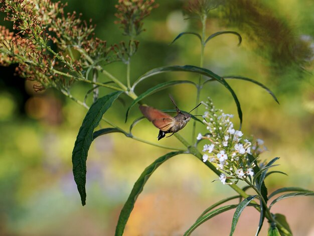 Photo close-up of butterfly on plant