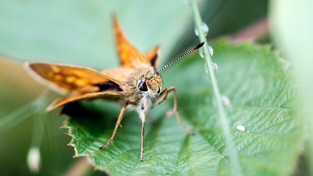 Photo close-up of butterfly on plant