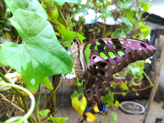 Close-up of butterfly on plant