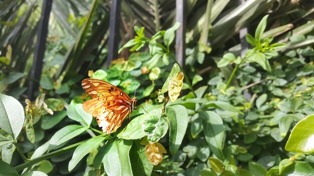 植物上の蝶のクローズアップ