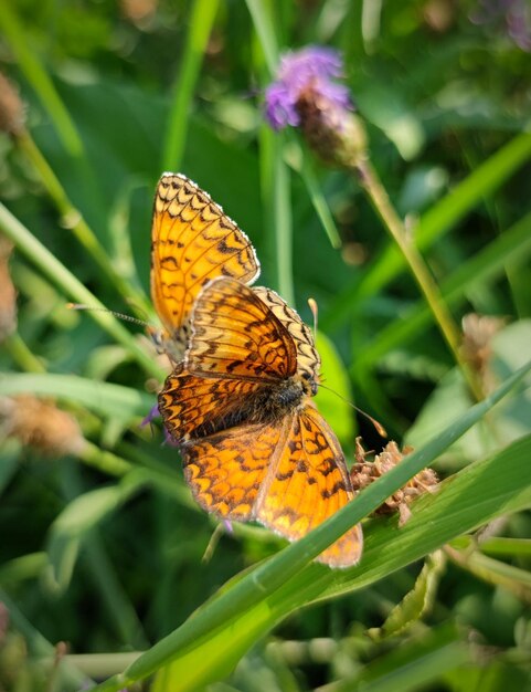 Close-up of butterfly on plant