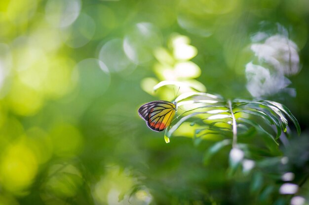 Foto prossimo piano di una farfalla sulla pianta