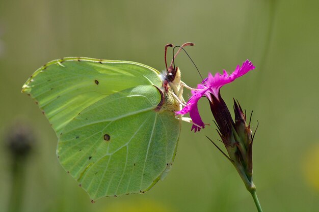 Foto prossimo piano di una farfalla sulla pianta