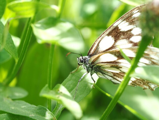 Photo close-up of butterfly on plant