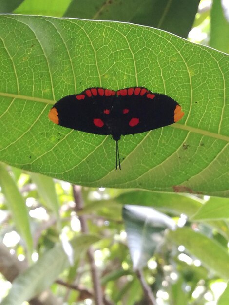 Close-up of butterfly on plant