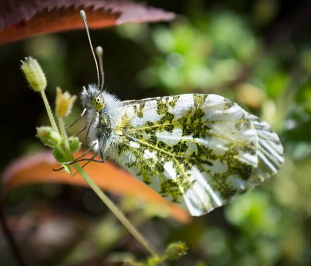 Foto prossimo piano di una farfalla sulla pianta