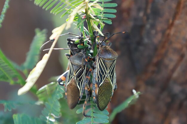 Photo close-up of butterfly on plant