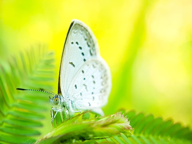 Photo close-up of butterfly on plant