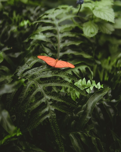 Foto prossimo piano di una farfalla sulla pianta