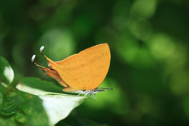 Close-up of butterfly on plant