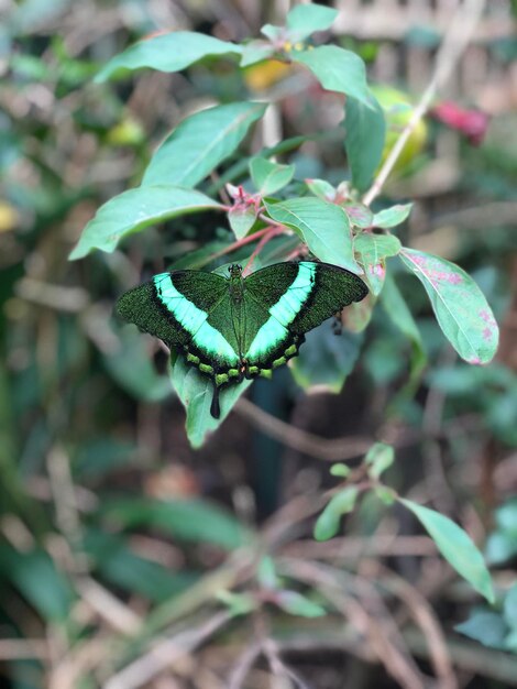 Photo close-up of butterfly on plant