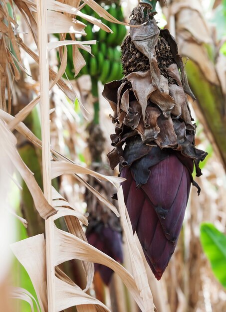 Foto prossimo piano di una farfalla sulla pianta