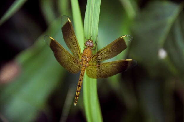 Photo close-up of butterfly on plant