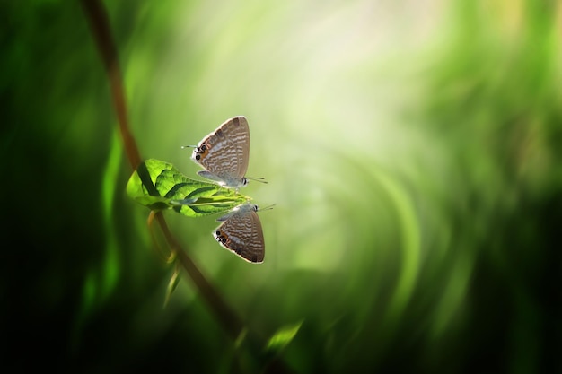 Foto prossimo piano di una farfalla sulla pianta