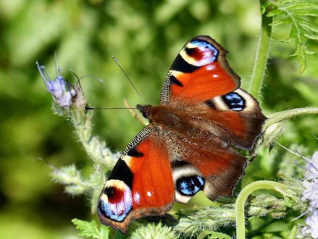 Foto prossimo piano di una farfalla sulla pianta