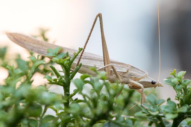 Photo close-up of butterfly on plant