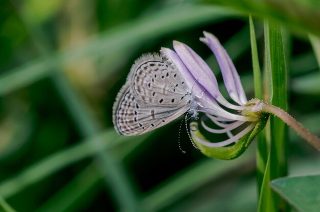 Close-up of butterfly on plant