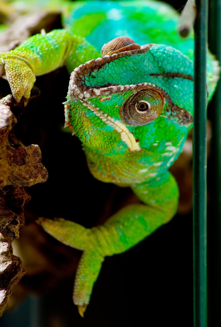 Photo 植物上の蝶のクローズアップ