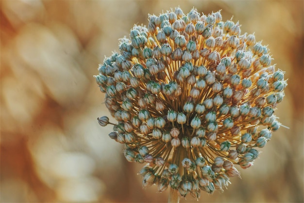 Foto prossimo piano di una farfalla sulla pianta