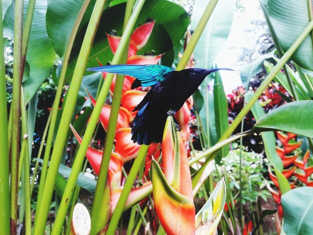 Foto prossimo piano di una farfalla sulla pianta