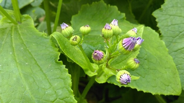 Close-up of butterfly on plant