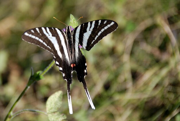 Foto prossimo piano di una farfalla sulla pianta