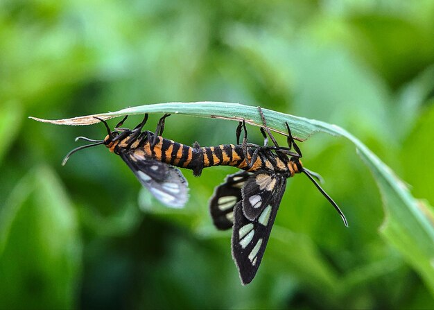 Foto prossimo piano di una farfalla sulla pianta