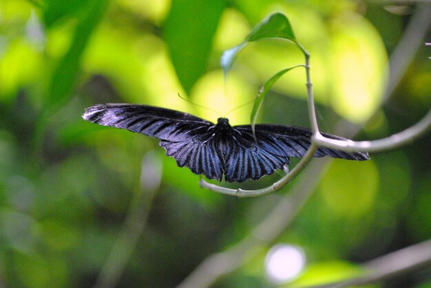 Foto prossimo piano di una farfalla sulla pianta