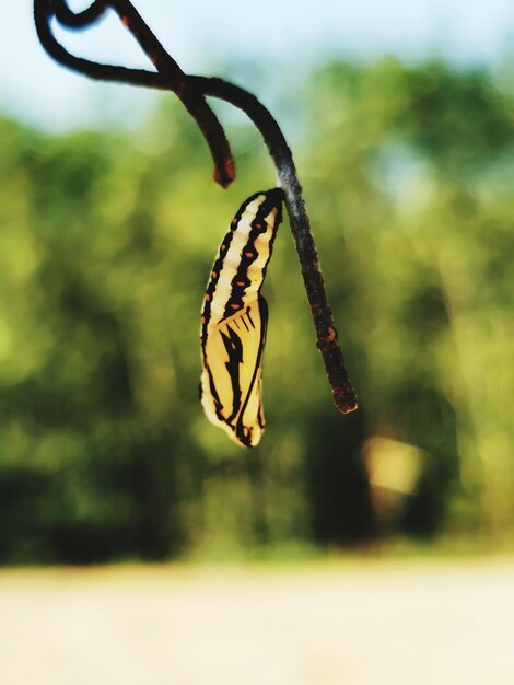 Photo close-up of butterfly on plant