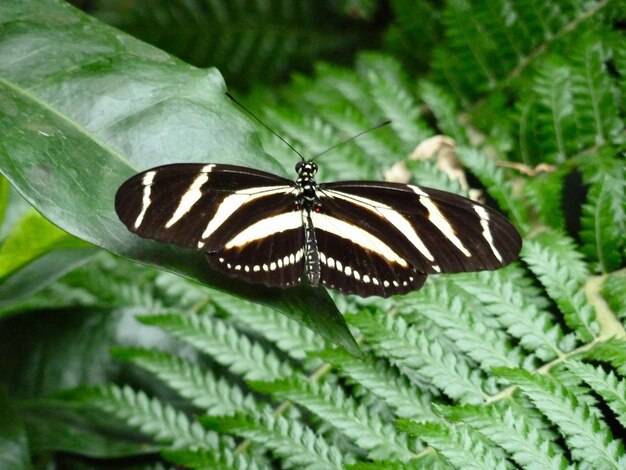 Foto prossimo piano di una farfalla sulla pianta